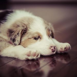 Preview wallpaper puppy, dog, sleep, spotted