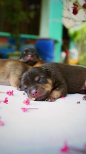 Preview wallpaper puppy, dog, sleeping, cute