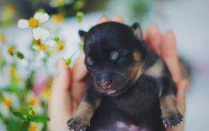 Preview wallpaper puppy, dog, sleeping, baby, cute