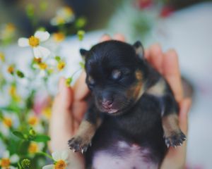 Preview wallpaper puppy, dog, sleeping, baby, cute