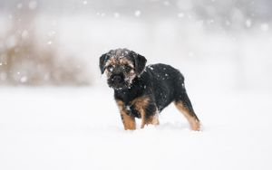 Preview wallpaper puppy, dog, snow, pet