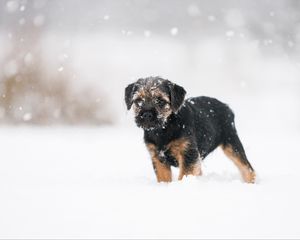Preview wallpaper puppy, dog, snow, pet