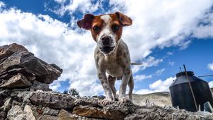 Preview wallpaper puppy, dog, spotted, stones