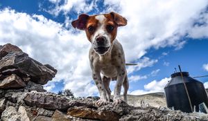 Preview wallpaper puppy, dog, spotted, stones