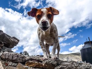 Preview wallpaper puppy, dog, spotted, stones