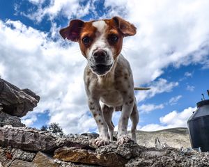 Preview wallpaper puppy, dog, spotted, stones