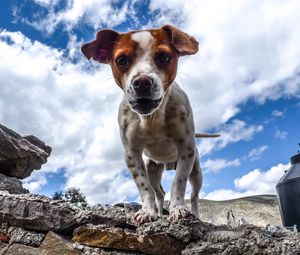 Preview wallpaper puppy, dog, spotted, stones