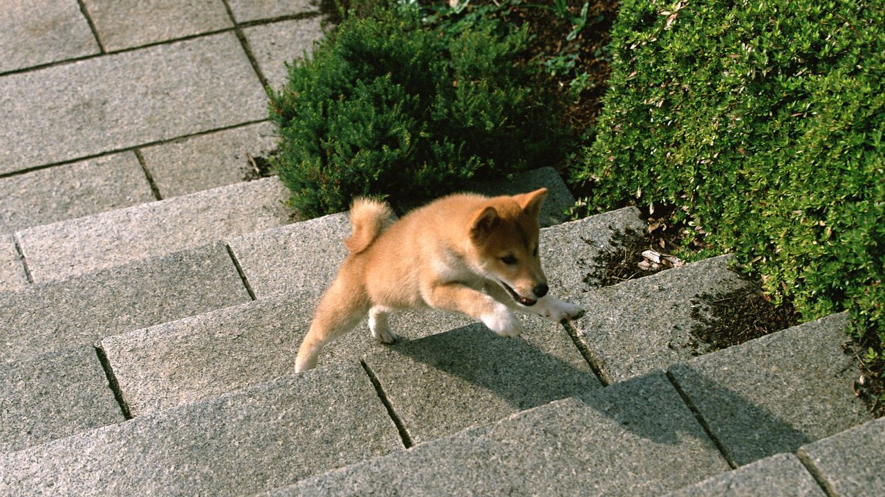 Wallpaper puppy, dog, steps