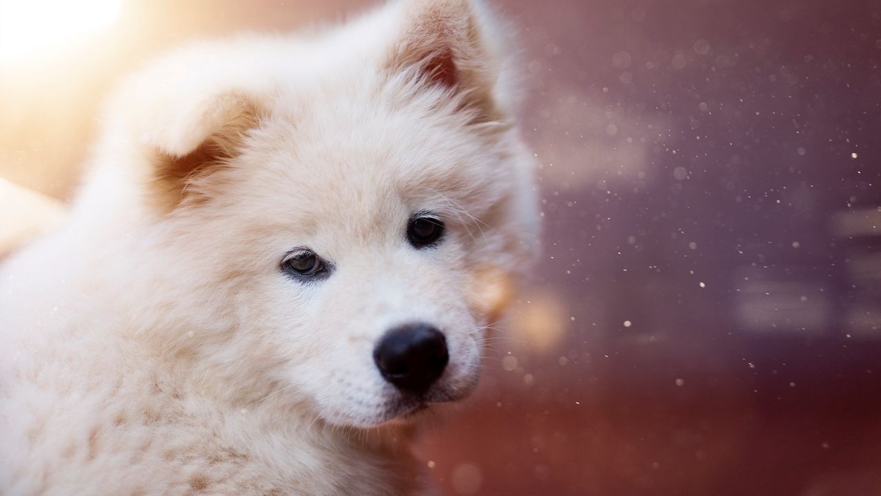 Wallpaper puppy, dog, white, fluffy, cute
