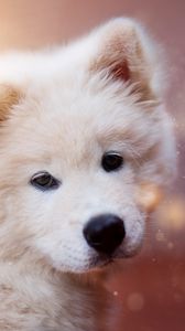 Preview wallpaper puppy, dog, white, fluffy, cute