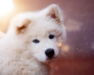 Preview wallpaper puppy, dog, white, fluffy, cute