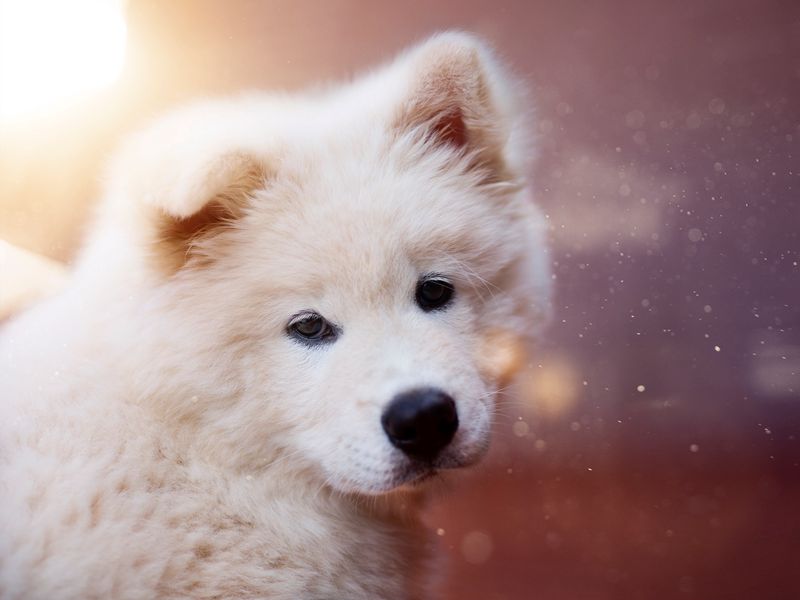 Download wallpaper 800x600 puppy, dog, white, fluffy, cute pocket pc, pda  hd background