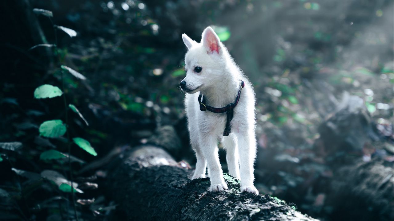Wallpaper puppy, dog, white, pet
