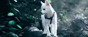 Preview wallpaper puppy, dog, white, pet