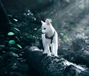 Preview wallpaper puppy, dog, white, pet