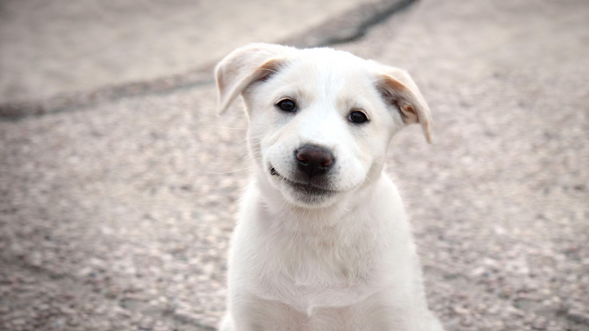 Download wallpaper 1920x1080 puppy, dog, white, smile full hd, hdtv ...