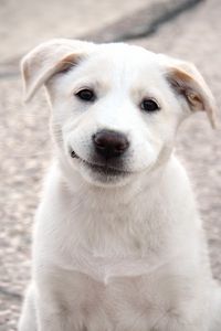 Preview wallpaper puppy, dog, white, smile