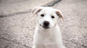 Preview wallpaper puppy, dog, white, smile