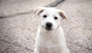 Preview wallpaper puppy, dog, white, smile