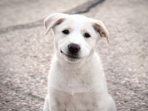 Preview wallpaper puppy, dog, white, smile