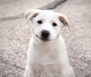 Preview wallpaper puppy, dog, white, smile