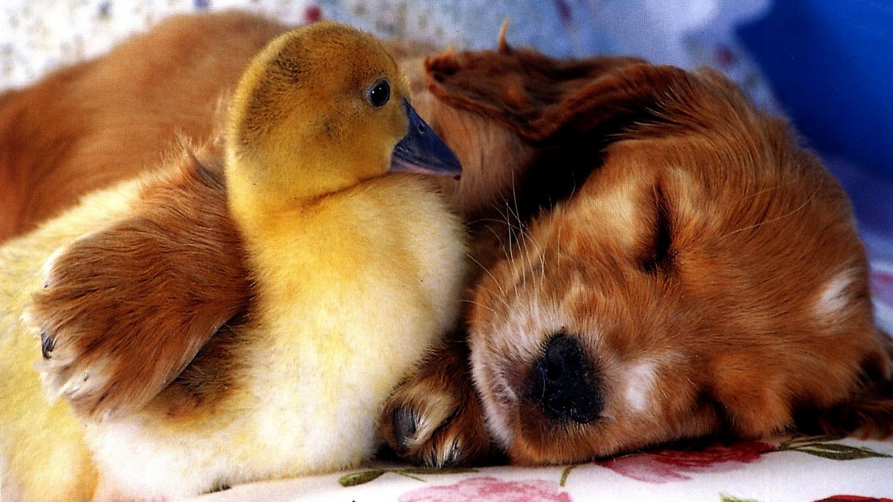 Wallpaper puppy, duckling, friends