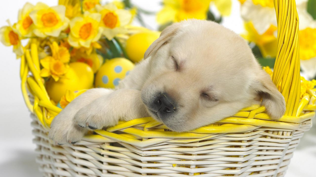 Wallpaper puppy, easter, basket, dream, flowers