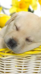 Preview wallpaper puppy, easter, basket, dream, flowers