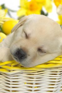 Preview wallpaper puppy, easter, basket, dream, flowers