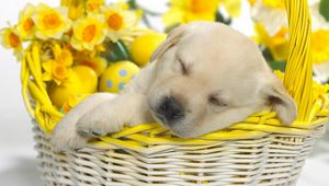 Preview wallpaper puppy, easter, basket, dream, flowers