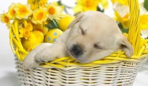 Preview wallpaper puppy, easter, basket, dream, flowers