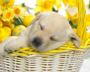 Preview wallpaper puppy, easter, basket, dream, flowers