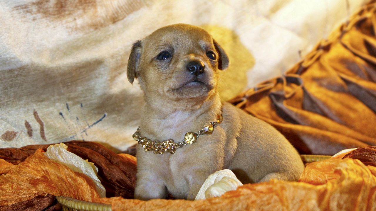 Wallpaper puppy, fabric, decoration, sitting, dog