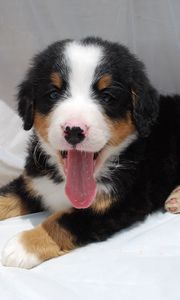 Preview wallpaper puppy, fabric, face, mouth open