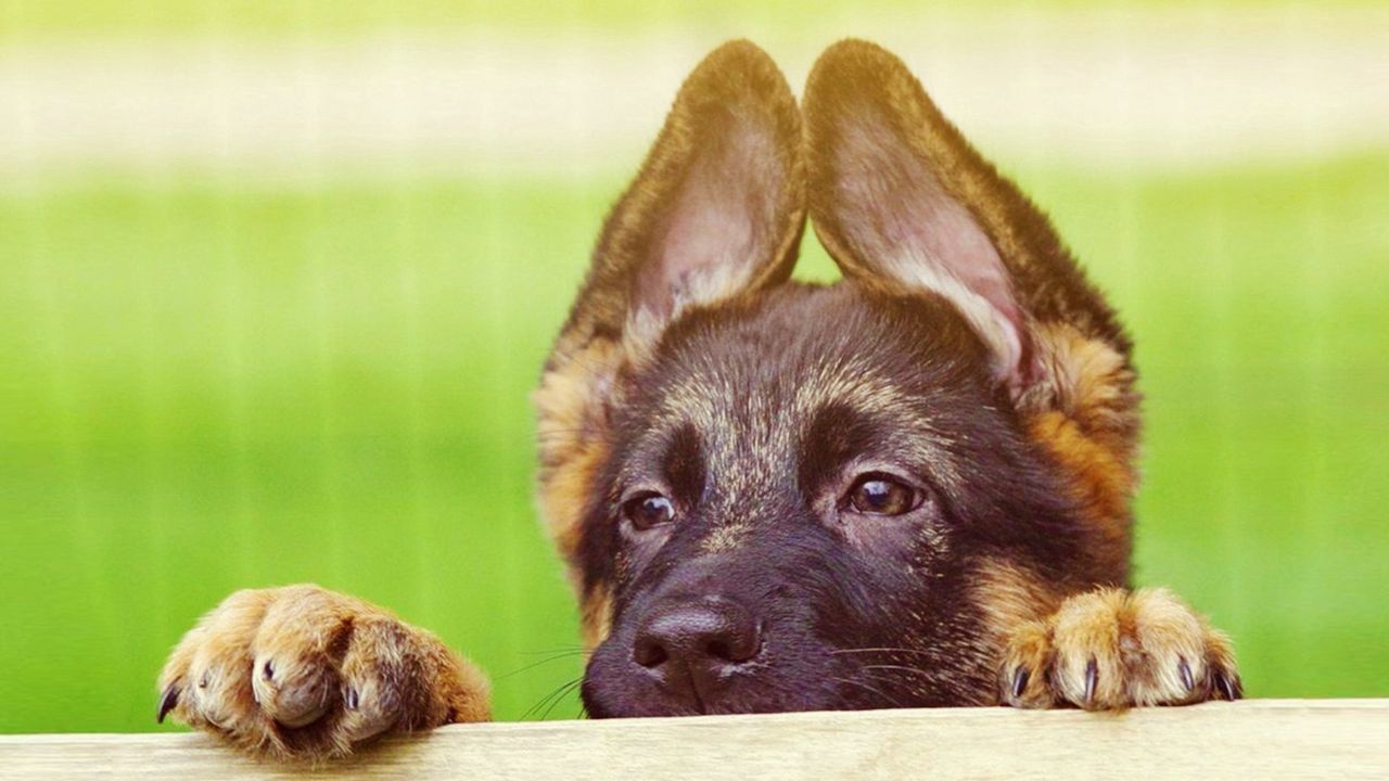 Wallpaper puppy, face, ears, cute