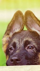 Preview wallpaper puppy, face, ears, cute