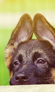 Preview wallpaper puppy, face, ears, cute