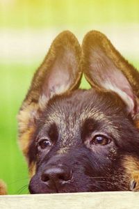 Preview wallpaper puppy, face, ears, cute