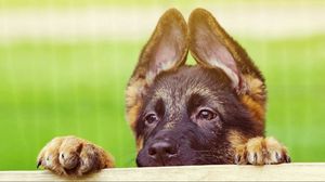 Preview wallpaper puppy, face, ears, cute