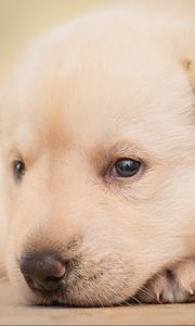 Preview wallpaper puppy, face, eyes, cute