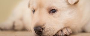 Preview wallpaper puppy, face, eyes, cute