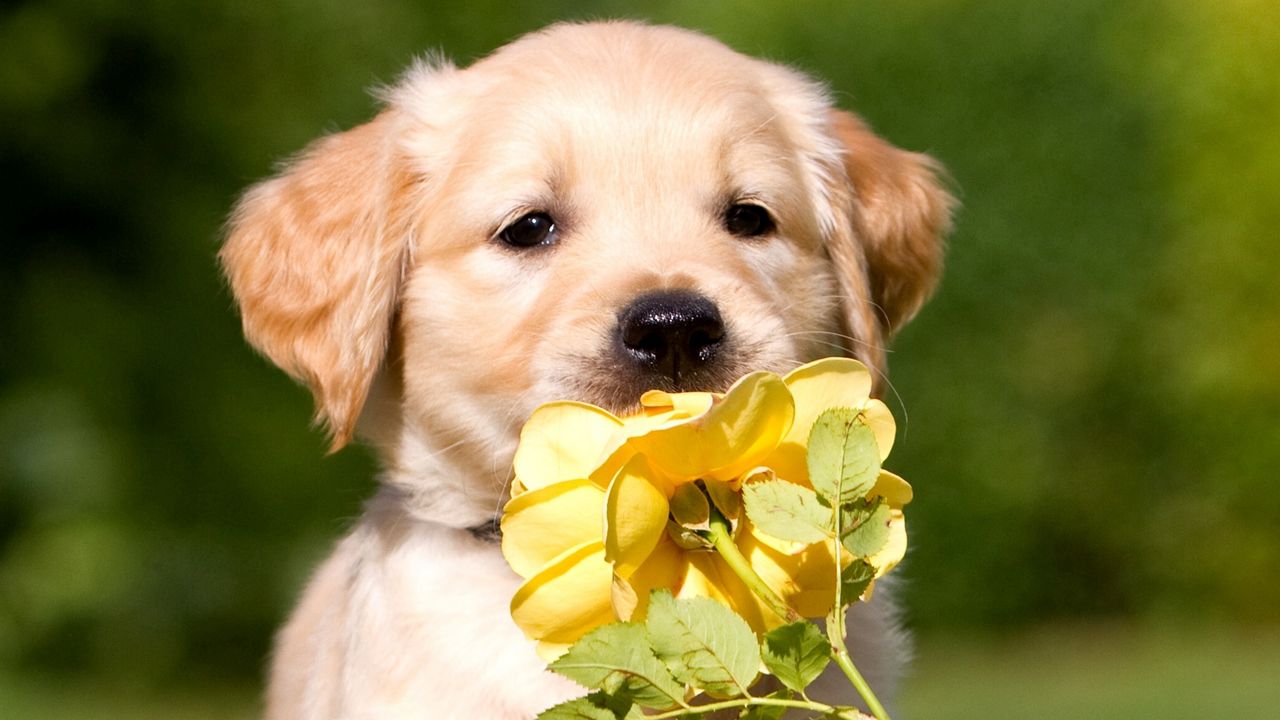 Wallpaper puppy, face, flower