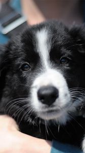 Preview wallpaper puppy, face, hand, care, black and white