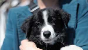 Preview wallpaper puppy, face, hand, care, black and white