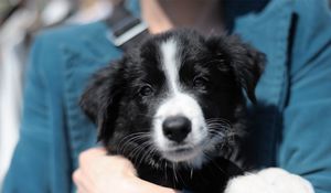 Preview wallpaper puppy, face, hand, care, black and white