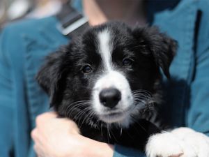 Preview wallpaper puppy, face, hand, care, black and white