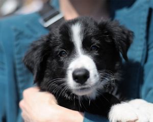 Preview wallpaper puppy, face, hand, care, black and white