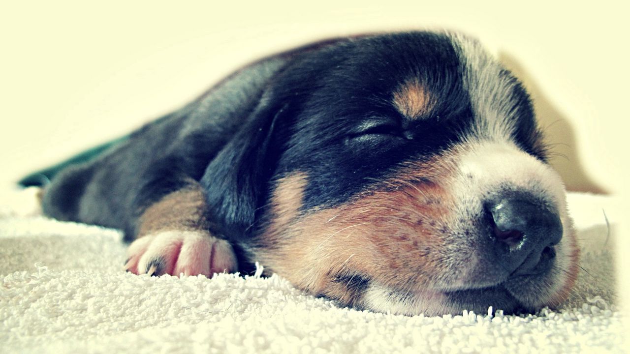 Wallpaper puppy, face, sleep, spotted
