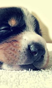 Preview wallpaper puppy, face, sleep, spotted