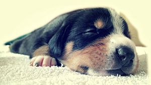 Preview wallpaper puppy, face, sleep, spotted